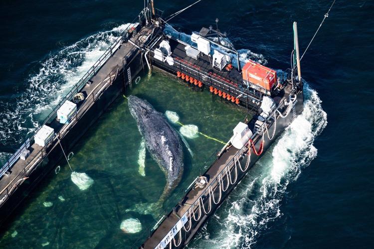 Here's what to know about Timmy, the humpback whale whose life and death captivated Germany