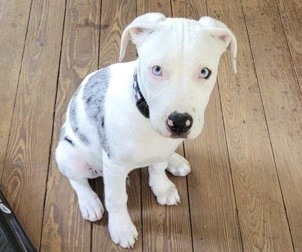 Jury finds New Orleans police officer who shot and killed puppy violated rights but has immunity