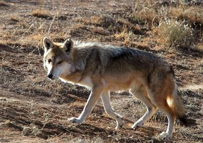 Protections sought for coyotes in Mexican wolf territory