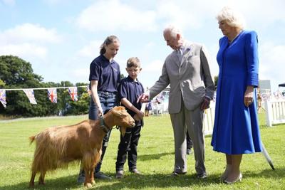No kidding! King Charles III bestows royal title on rare golden goat breed