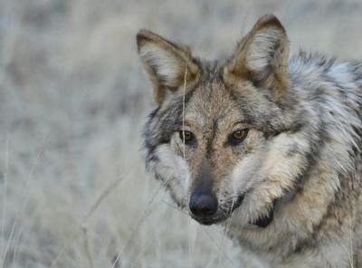 Snatched pets and livestock deaths blamed on wolves raise alarms in rural New Mexico