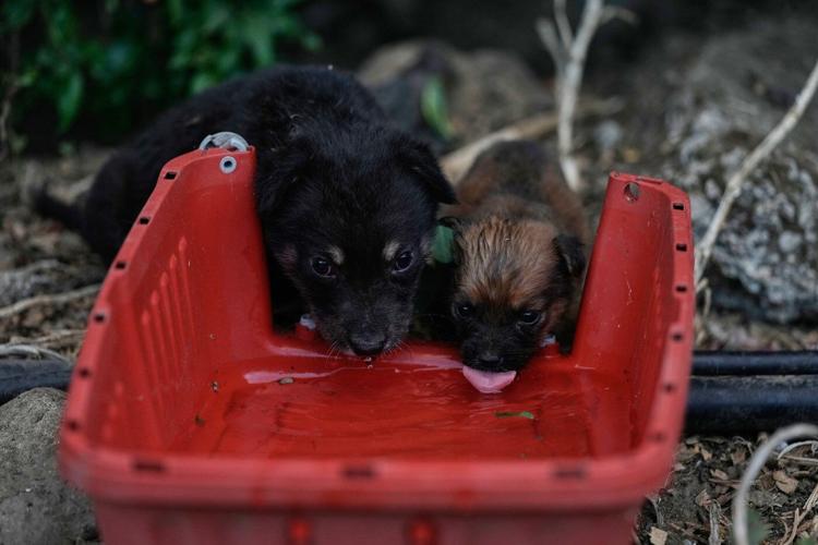 Photos of pets and farm animals rescued from the war in southern Lebanon