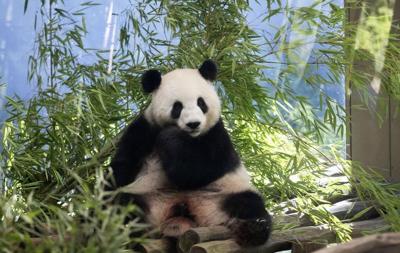 The Berlin Zoo is hoping for more German-born giant pandas as scans confirm a pregnancy
