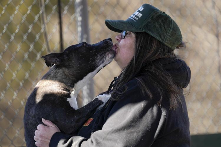 Viral videos of dogs called a 'Himalayan fur goblin' and 'teacup werewolf' boost adoptions
