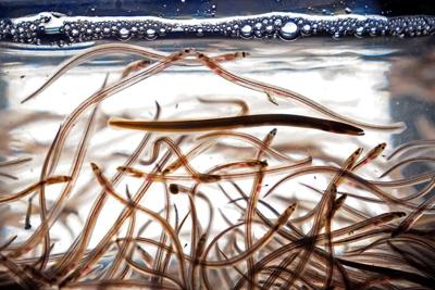 'A bucket and a net and you're in business.' Looming tensions in Maritime eel fishery