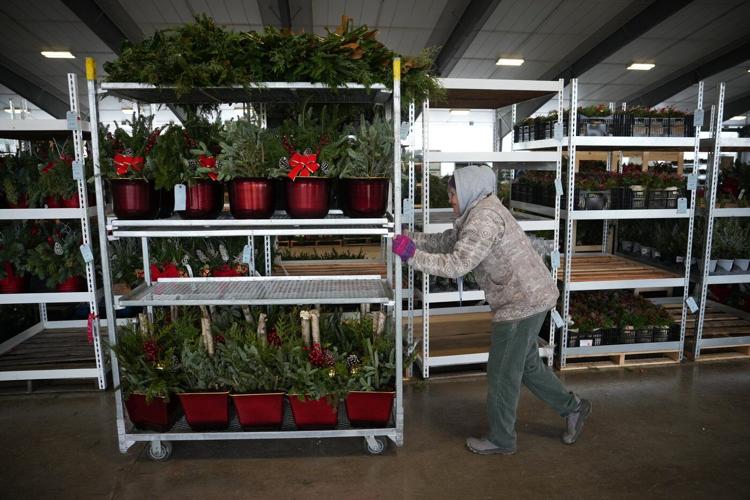 Christmas tree retailers find lots to like at a Pennsylvania wholesale auction