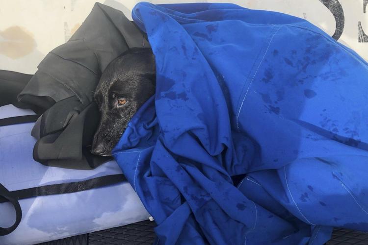 Lifeguards rescue dog swept out to sea by rip current off San Diego coast