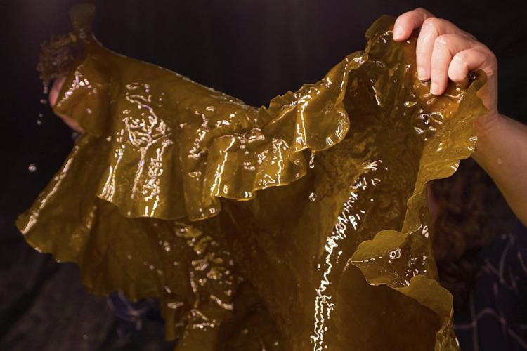 Planes and ships could run on kelp someday, but there are serious hurdles