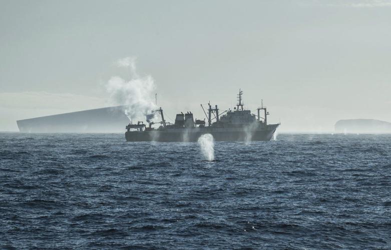 Krill fishery in Antarctica shut down after record catch triggers unprecedented early closure