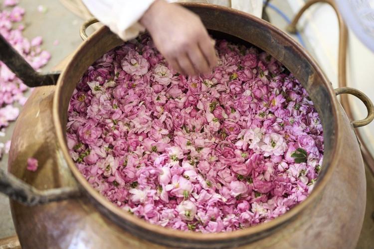 The desert blooms, roses perfume the air and a Moroccan town comes to life