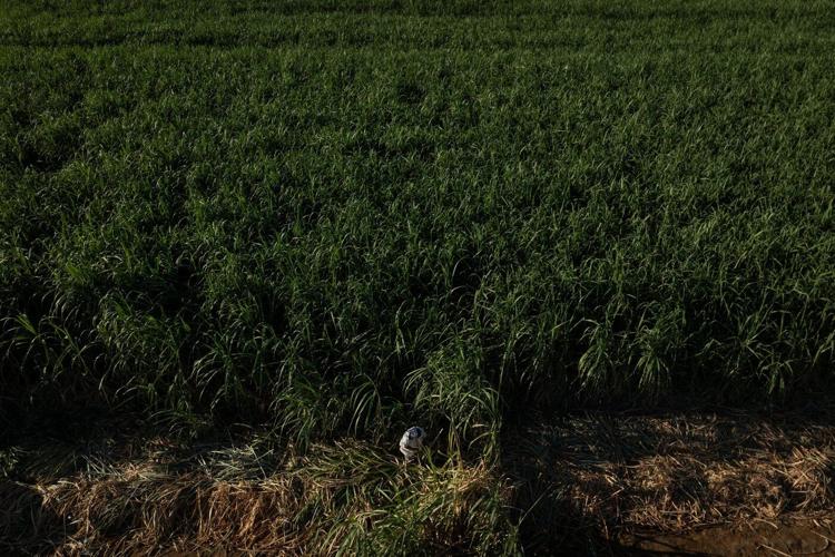 In a California farming region, researchers are mapping rural heat to protect farmworkers