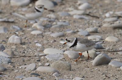 Environmental lawyers tell courtroom Ottawa's protections for piping plovers flawed