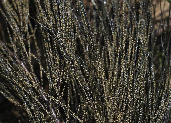 Locals try to save threatened, traditional 'Mexican caviar'