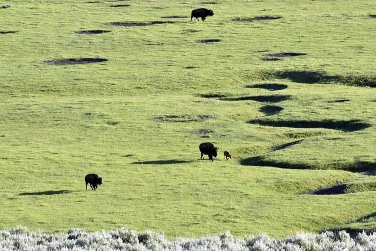 Un bison blanc fait courir les foules au parc de Yellowstone