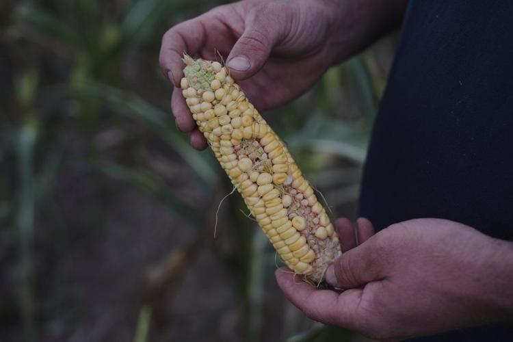 To get that perfect ear of corn, weather has to cooperate. But climate change is making it dicier