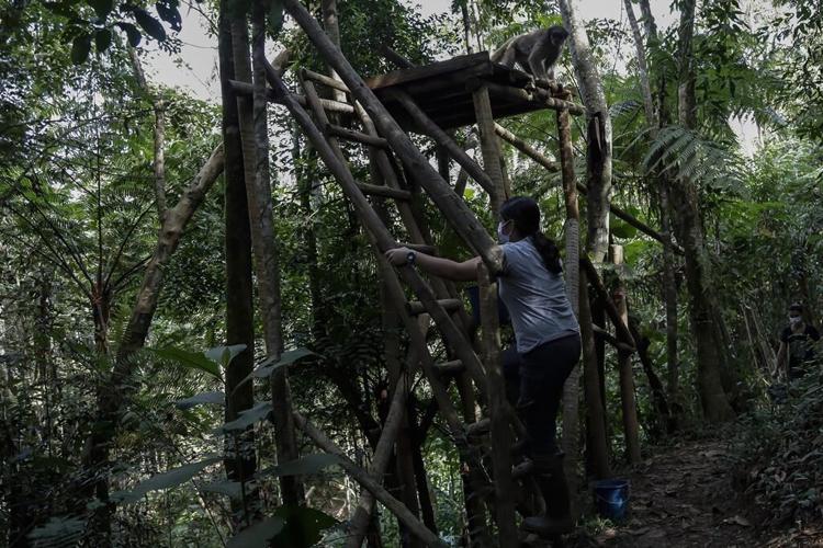 A scientist's 4-decade quest to save the biggest monkey in the Americas