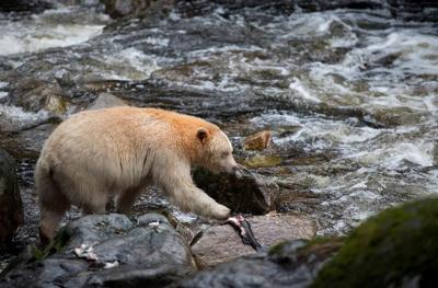 No evidence albino grizzly bear sent to Arctic after being mistaken for polar bear