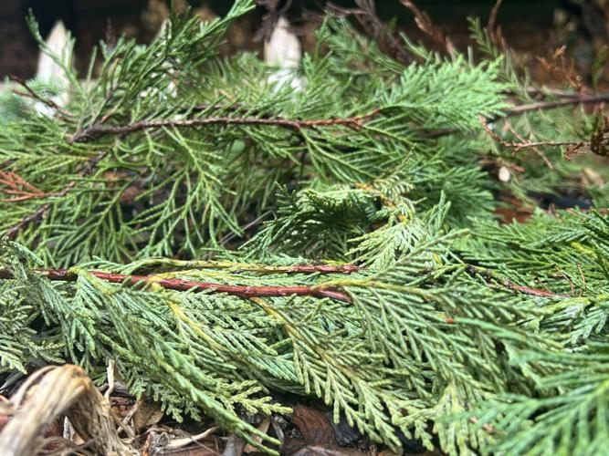 Christmas is over, but what to do with the tree? Here's some alternatives to the landfill