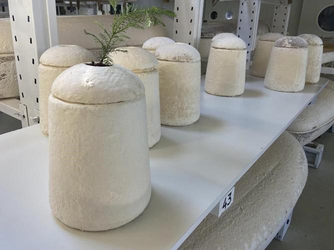 Sustainable till death do us part, and 45 days beyond; mushroom coffin a last best wish for some