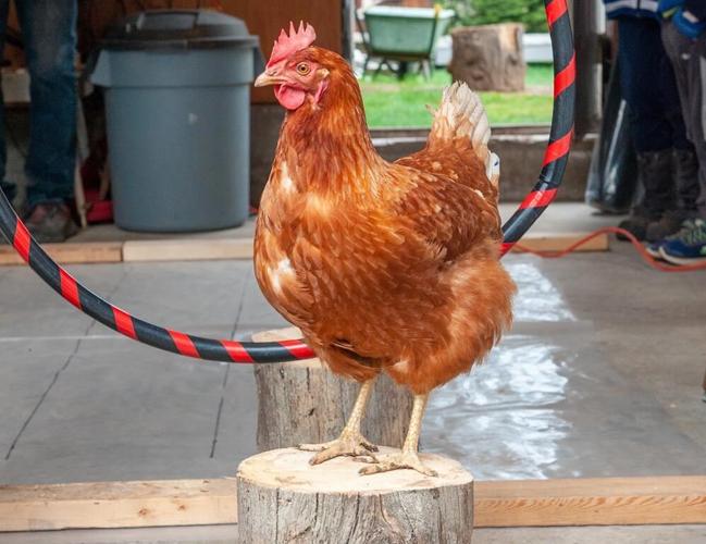 Intelligent B.C. chicken Lacey pecks her way to Guinness World Record