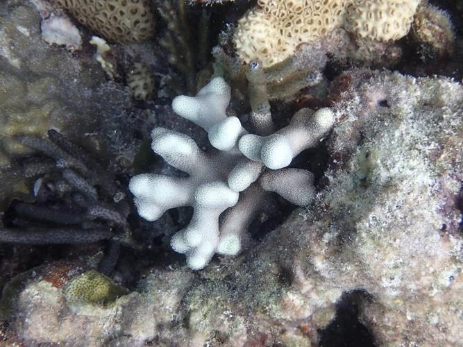 Scientists say Florida Keys coral reefs are already bleaching as water temperatures hit record highs