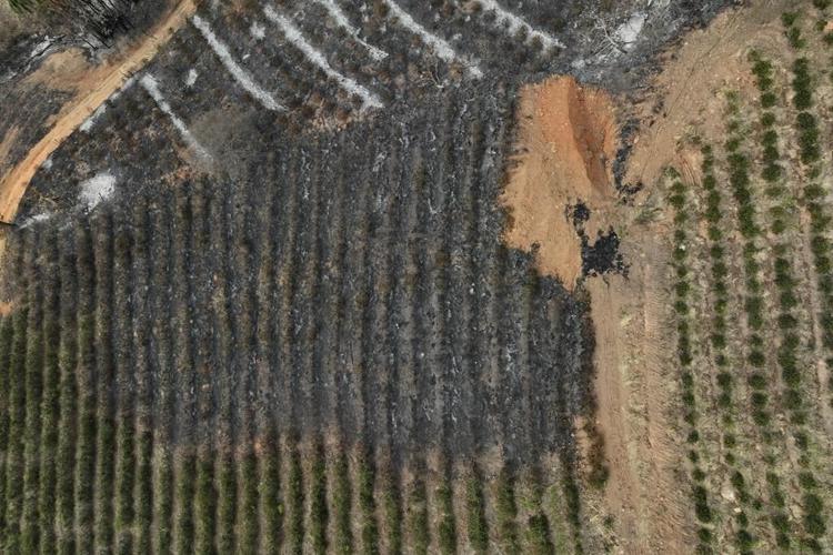 Brazil drought punishes coffee farms and threatens to push prices even higher