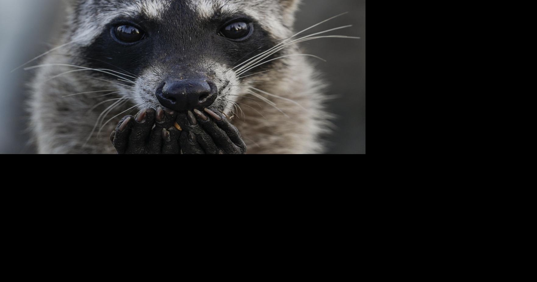 Raccoon rabies continues to spread in Quebec as government reports ...