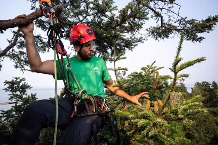 Take a bough: Climbing takes relationship with B.C.'s trees to the next level
