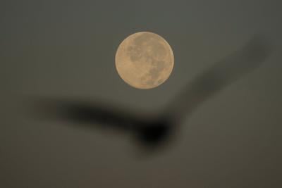 How to spot November's supermoon, the closest of the year