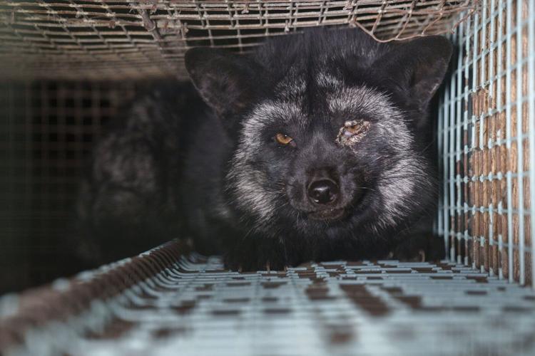Activists release images of foxes at Finnish fur farms to push EU to ban the trade