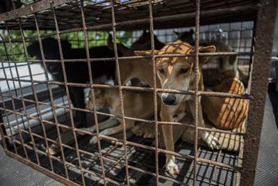 A notorious Indonesian animal market has ended its brutal dog and cat meat trade, campaigners say