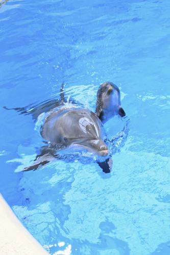 Video shows dolphin calf birth and first breath at Chicago zoo. Mom's friend helped