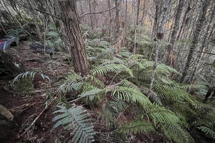 New Zealand police investigate how a man hid his 3 children in a forest for years without discovery