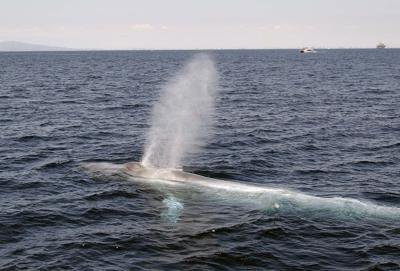 Some whales sing low enough to be 'acoustically invisible' to predators: research