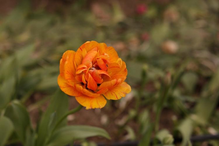 Northeast flower and fruit farmers grapple with whiplash weather