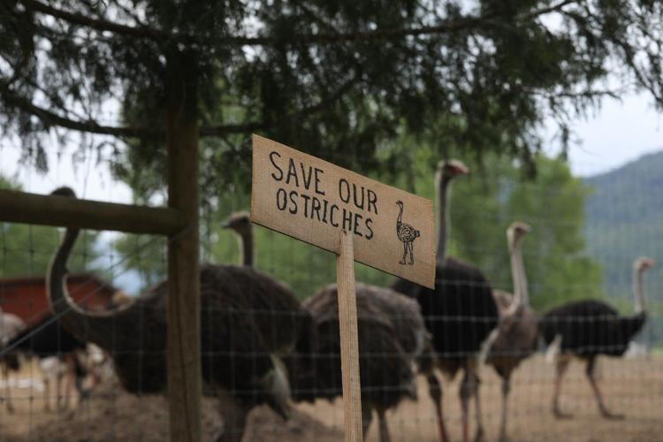 Protesters opposed to agency-ordered cull at ostrich farm prepare for long-term stay