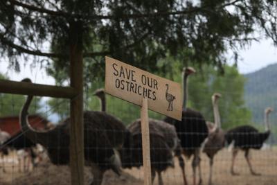 RCMP visits B.C. ostrich farm to prepare for potential arrests