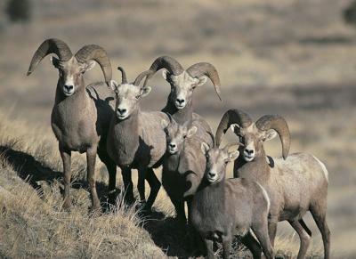 B.C. man gets hunting ban, $13,000 penalty after illegally killing bighorn ram