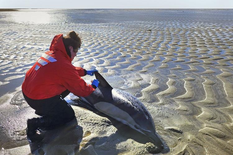 Historically bad year for dolphin strandings on Cape Cod has scientists looking for answers