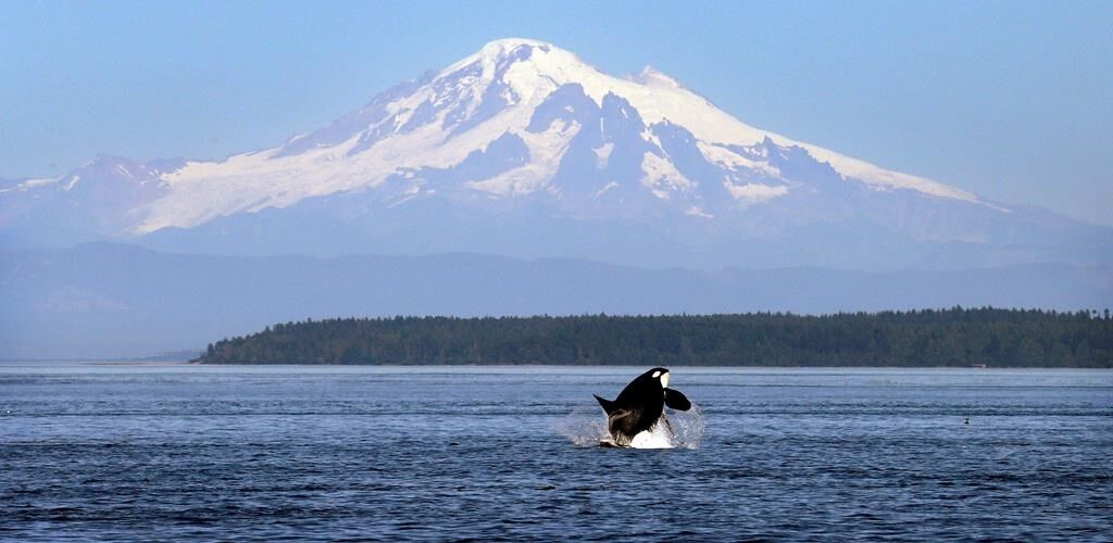Aquarium agrees to return Lolita the orca to Pacific 50 years after captivity
