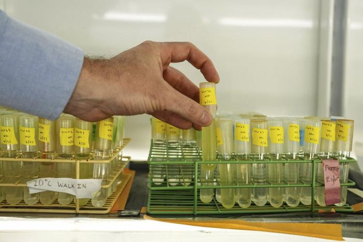 Warming seas threaten key phytoplankton species that fuels the food web, study finds