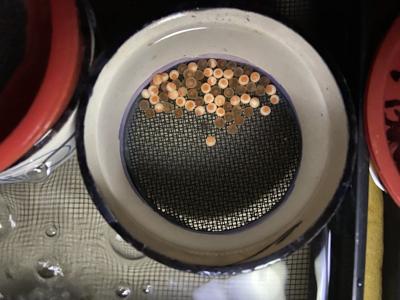 B.C. research suggests road salt linked to death and deformities in salmon