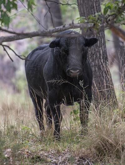 New Mexico governor pans Forest Service amid wild cow fight