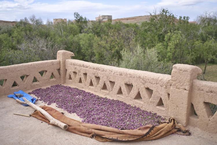The desert blooms, roses perfume the air and a Moroccan town comes to life