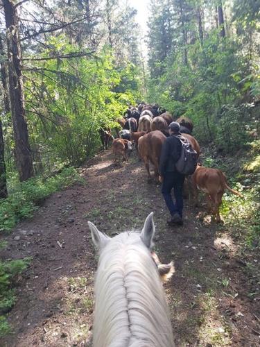 B.C. ranchers struggle as drought sends hay prices soaring