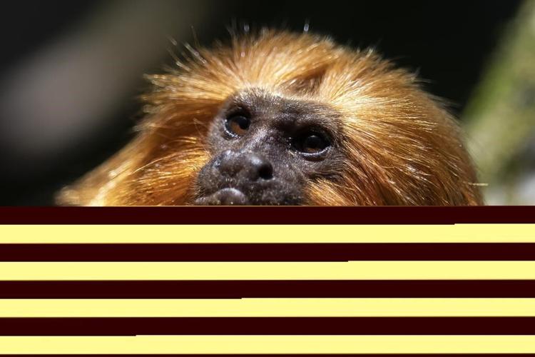 Race to vaccinate rare wild monkeys gives hope for survival