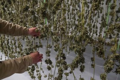 Biden offers pardons for pot possession, signals deeper reform for U.S. cannabis laws