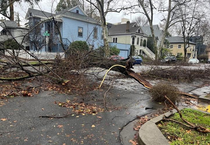 Sacramento's iconic tree canopy turns destructive in storms