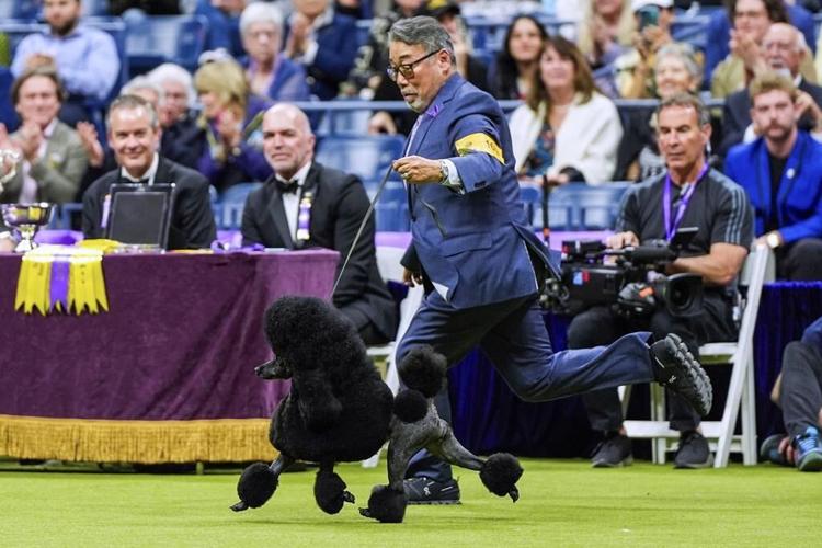 Miniature poodle named Sage wins Westminster Kennel Club dog show