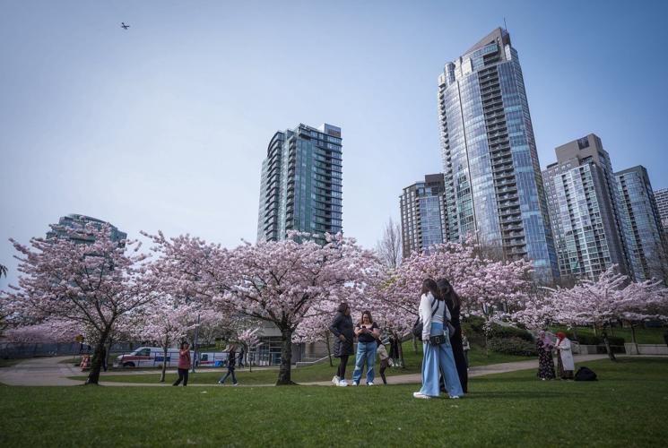 Photo Gallery: Vancouver's famous cherry blossoms out in full bloom